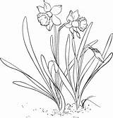 Daffodil Coloring Narcissus Pages Flower Daffodils Lent Printable Spring Drawing Pseudonarcissus Lily Clipart Wild Springtime Books Print Colouring 塗り絵 Embroidery sketch template