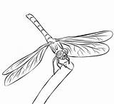 Dragonfly Damselfly Libellule Designlooter Dragonflies Coloriages Tudodesenhos sketch template