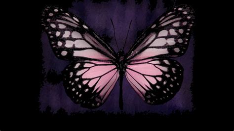 pink butterflies wallpaper wallpapersafari