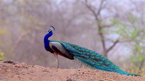 beautiful bird peacock hd wallpapers