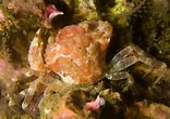 Afbeeldingsresultaten voor "liocarcinus Pusillus". Grootte: 156 x 110. Bron: www.seawater.no