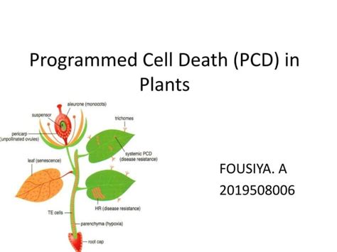 programmed cell death pcd  plants