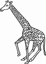 Giraffe Giraffes Bestcoloringpagesforkids sketch template