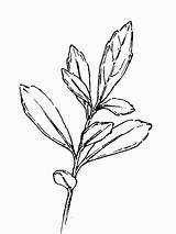 Ilex Botany Inkberry Glabra Evergreen Winterberry sketch template