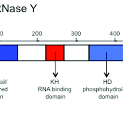 Pdf The Structure And Function Of The Gram Positive