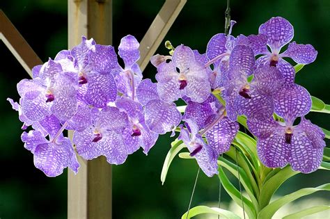 orchidee vanda orchidee vanda bleue entretien orchidée détente jardin