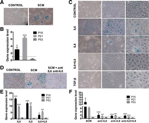 senescence associated il 6 and il 8 cytokines induce a self and cross