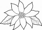 Poinsettia Coloring Christmas Drawing Printable Template Flower Outline Kids Pages Clipart Things Library Clip Getdrawings Flowers Drawings Collection Stuff Print sketch template