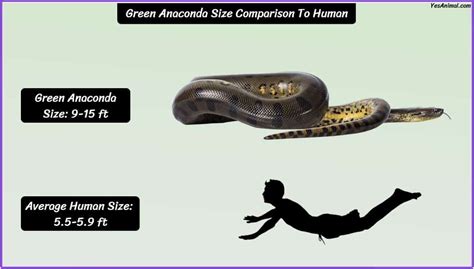 Green Anaconda Size How Big Are They Compared To Others