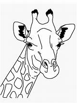 Giraf Hoofd Leukekleurplaten Kleurplaten Kleur sketch template