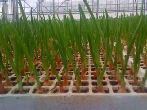 hydroponic spring onion youtube