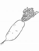 Radish Radis Vegetables Colorir Rabanete Coloriages Clipground sketch template