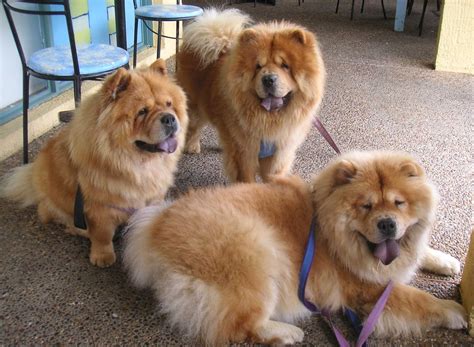 chow chow dogs latest facts  pictures  wildlife photographs