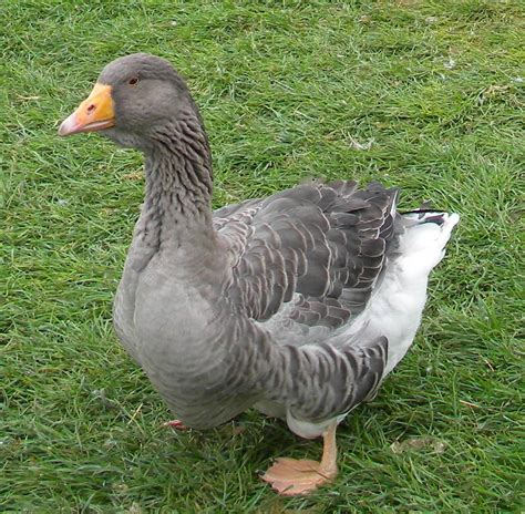 toulouse geese thread page