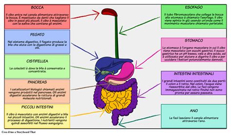 organi nel diagramma del sistema digestivo piani  lezione  scienze