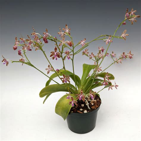 phal mariae orchidweb