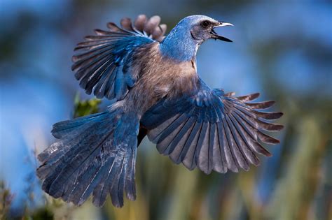 sfondi animali coda natura becco uccello canoro ghiandaia piuma ala fauna bluebird