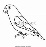 Loros Loro Cotorra Beak Pintar Parrot Puertorriquena Lovebirds sketch template