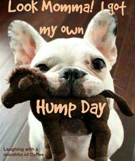 1000 Images About Happy Hump Day On Pinterest Hump Day Wednesday