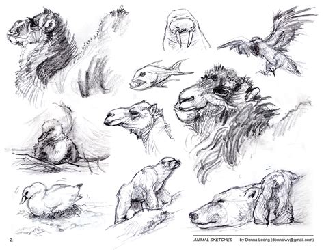 donnas portfolio animal sketches