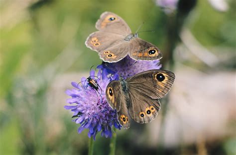 Why Insect Populations Are In Decline And How We Can Stop