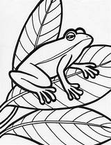 Frog Coloring Pages Printable Kids Amphibian Print Tree Snake Book Sideways Popular Tattoodaze Library Clipart Mandala Coloringhome Bestcoloringpagesforkids sketch template