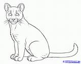 Coloring Lion Mountain Puma Cougar Pages Draw Outline Drawing Cougars Drawings Cub Color Popular Only Step Coloringhome Dragoart sketch template