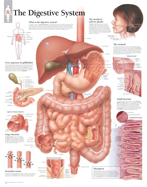 digestive system scientific publishing