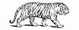 Tigres Tigre Bengala Dibujar Salvajes Pequeños Childrencoloring Felinos sketch template
