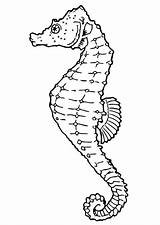 Seahorse Coloring Pages Malvorlage Zum Ausmalbild Drawings Printable Mar Sea Drawing Und Animals Horse Bild Bilder Pintar Ocean Color sketch template