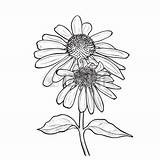 Echinacea Coneflower Drawing Flowers Purpurea Purple Drawn Hand Ink Flower Style Illustration Clipart Visit Stock Vector Calendula Line Draw Sketch sketch template