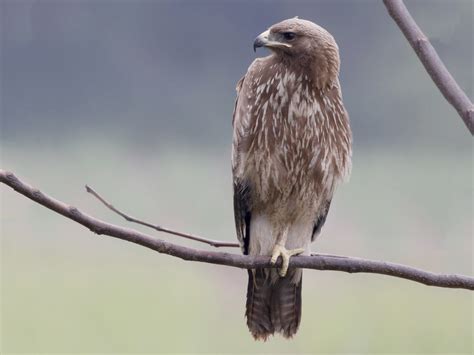 indian spotted eagle ebird