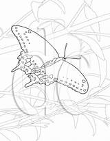Swallowtail Coloring sketch template