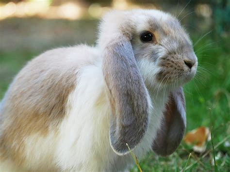 french lop complete guide facts