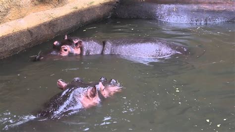 nijlpaarden safaripark beekse bergen  youtube