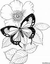 Coloring Pages Flower Butterfly Flowers Adults Butterflies Drawing Printable Adult Drawings Color Colouring Draw Tattoo Print Cute Template Book Papillon sketch template