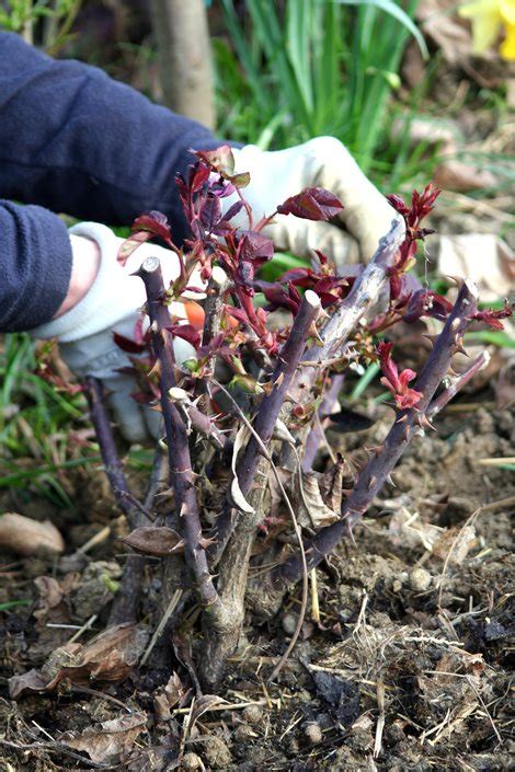 How To Prune Roses Pruning In 8 Simple Steps Garden Design