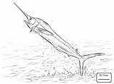 Marlin Coloring Jumping Water Fish Drawing Getdrawings Atlantic Realistic Getcolorings sketch template