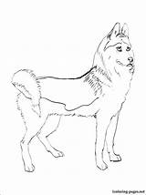 Husky Coloring Pages Siberian Printable Huskies Color Getcolorings Getdrawings Popular sketch template