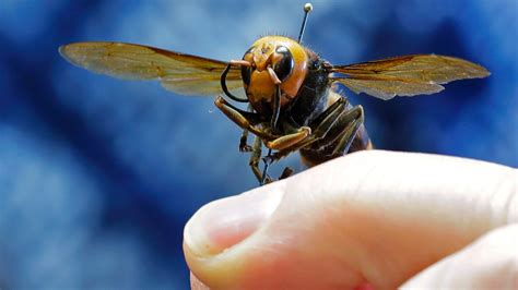Murder Hornets Hundreds Report Asian Giant Hornet In Washington State