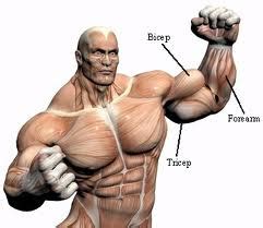 rdellatrainingcom  bs muscle building tactics part ii