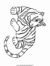 Tigre Colorare Disegno Tigri 2242 Disegnidacoloraregratis sketch template