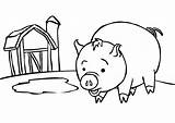 Coloring Pig Pages Kids Cartoon Bank Pigs Near Barn Cute Cliparts Piggy Print Christmas Guinea Line Characters Baby Clipart Printable sketch template