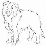 Collie Border Coloring Pages Standing Template Designlooter Surfnetkids Drawings 66kb 200px Sketch sketch template