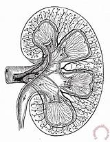Kidney Easy sketch template
