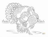 Turkey Coloring Pages Wild Super Turkeys Color Sheets Leg Realistic Printable Getcolorings Colouring Paper Shirleytwofeathers Kids Choose Board sketch template