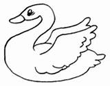 Coloring Swan Swans Coloringcrew Pages sketch template