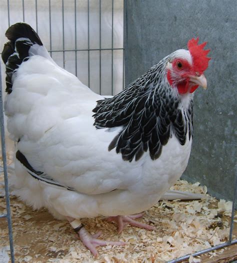Sussex Bantam For Sale Chickens Breed Information Omlet
