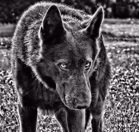 Who S Afraid Of The Big Bad Wolf Photograph By Sarah Molina Fine Art