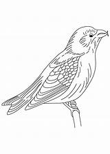 Coloring Blackbird Winged Crossbill Red Pages 75kb 860px sketch template